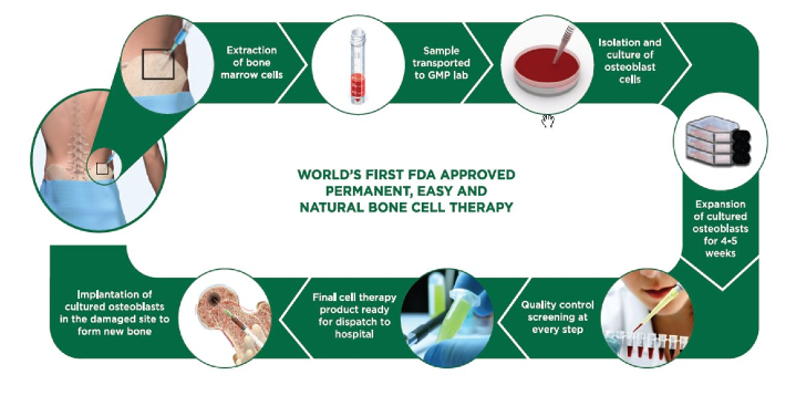 Bone Cell Therapy